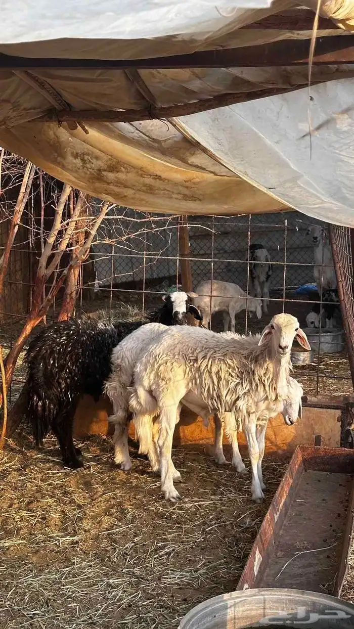 خرفان حريه طيبه 0