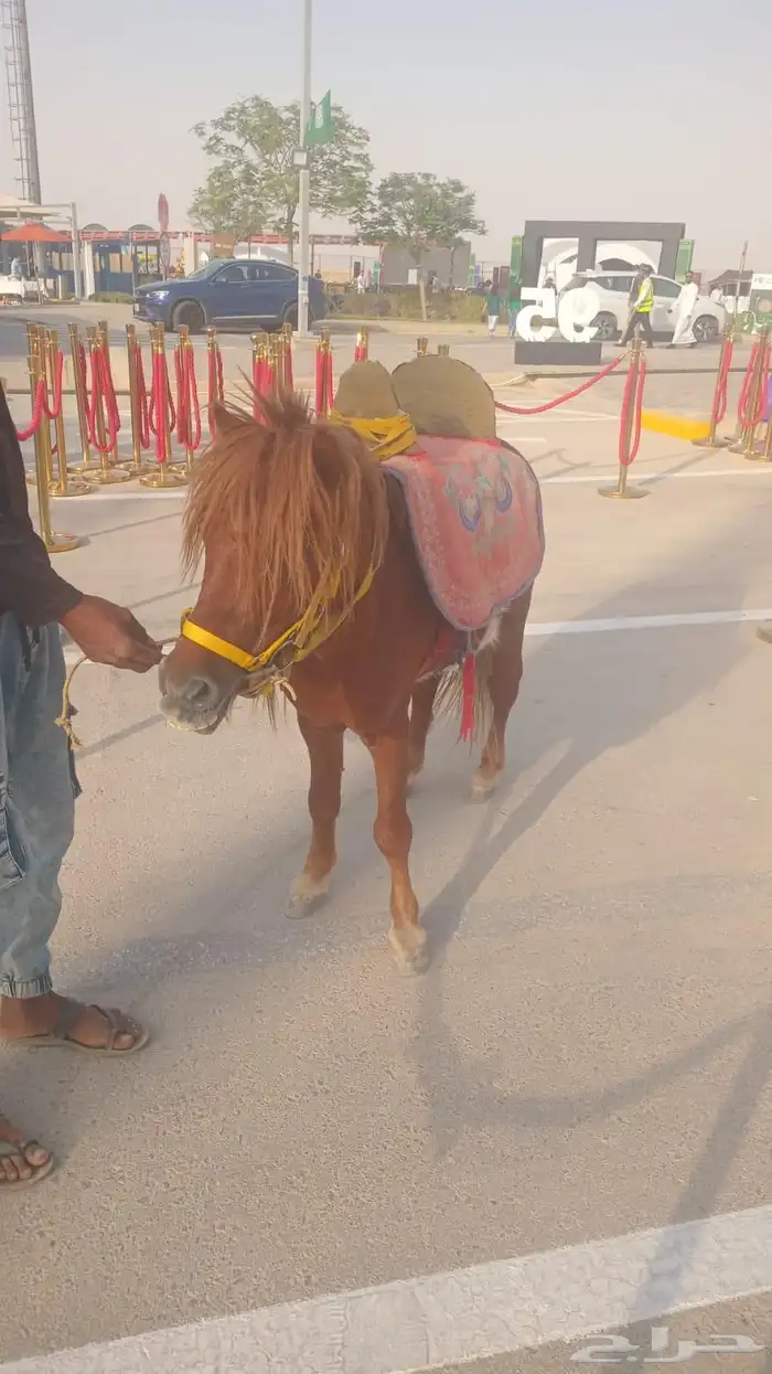 اجار جمال رحول وخيل عربية اصيلة 3