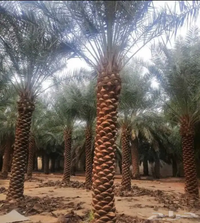 مقاول نخيل وشنطن نخيل عربي نخيل ملوكي 7
