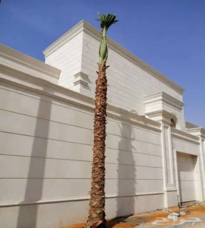 مقاول نخيل وشنطن نخيل عربي نخيل ملوكي 6