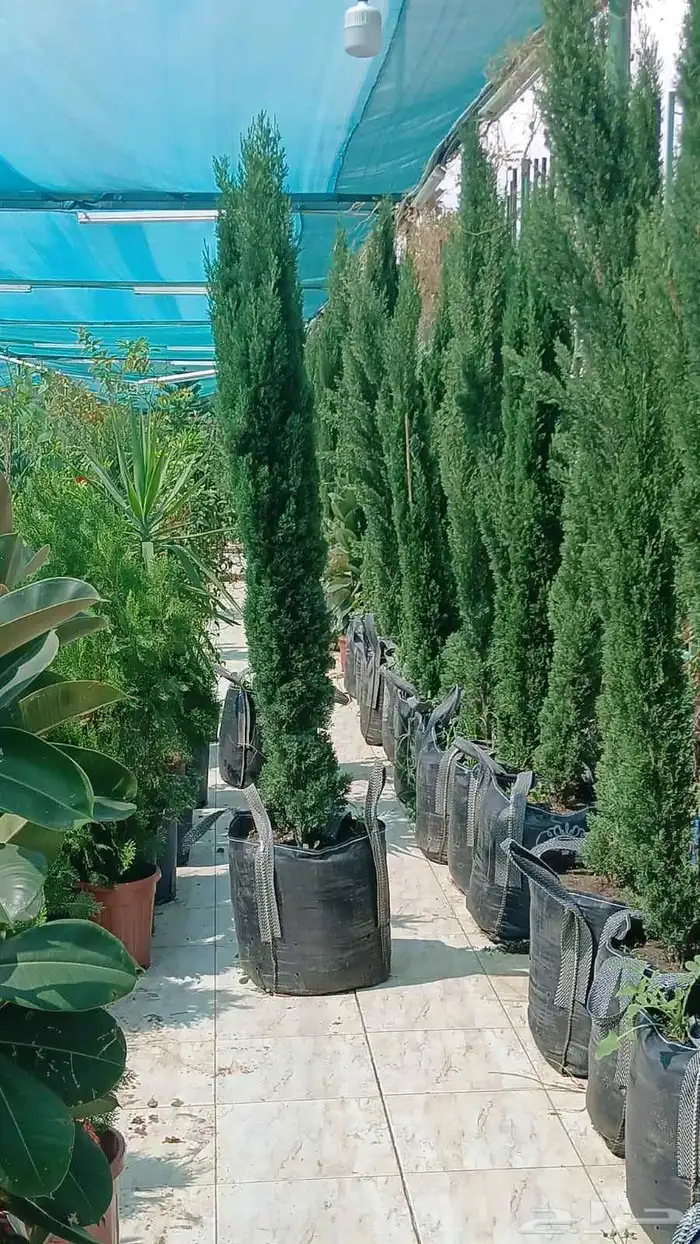 سرو ايطالي تربيه شمسيه 1