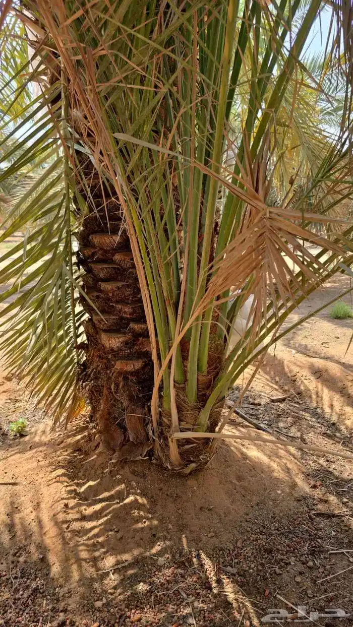 نخيل نخل صقعي مجدول 2