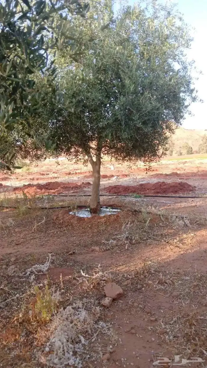 اشجار زيتون متفرع معمر 6