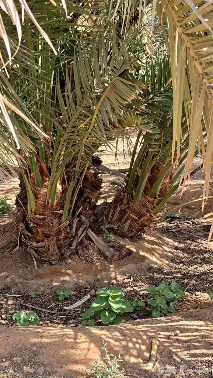 نخيل نخل صقعي مجدول 1