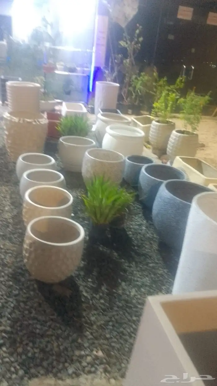 مؤسسة زهرة الخليج الزراعية نجران -دحضة 4