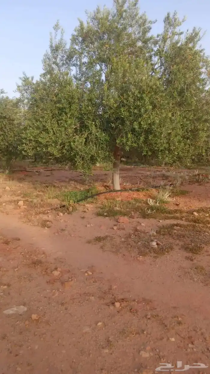 اشجار زيتون متفرع معمر 4