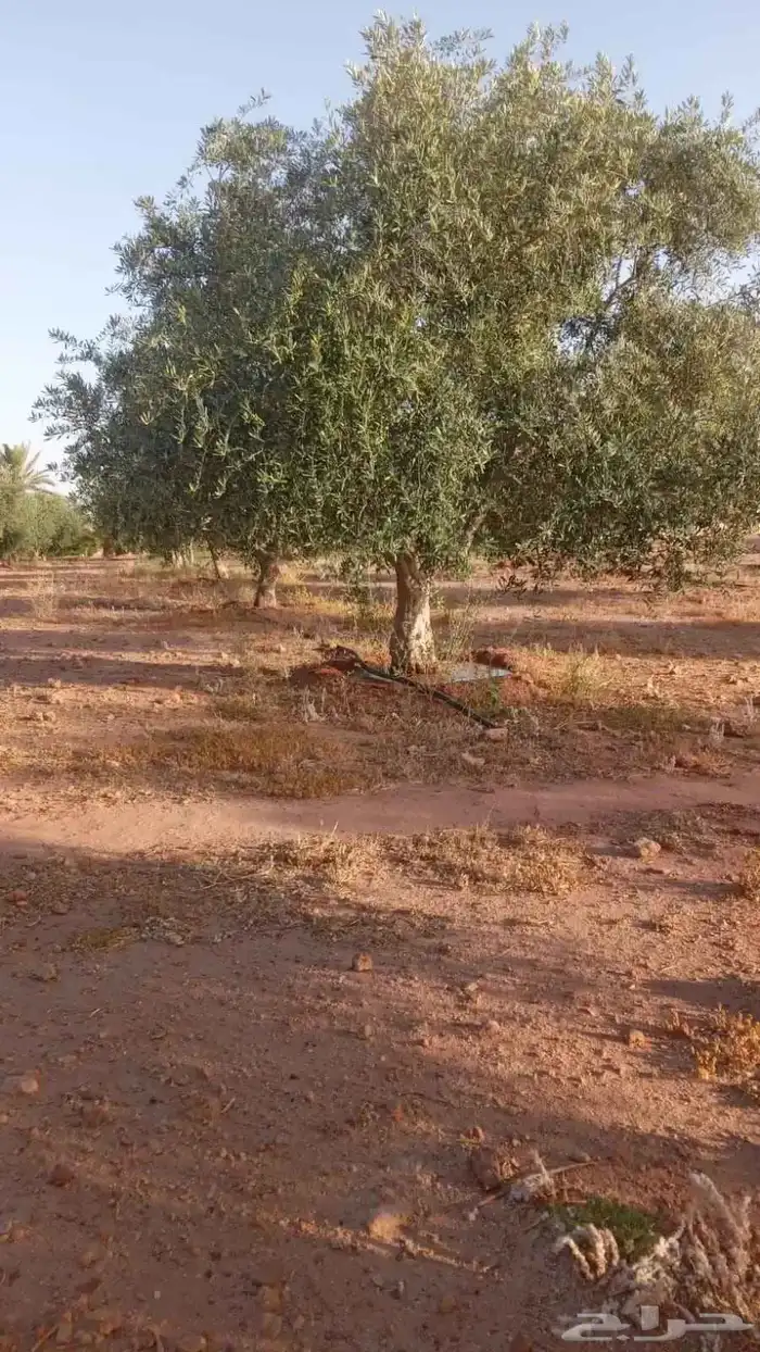 اشجار زيتون متفرع معمر 7