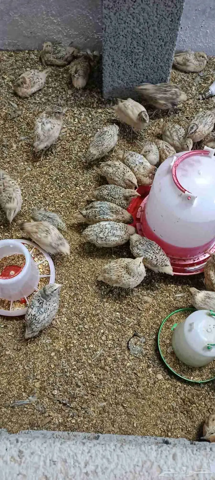 سمان عمر شهر 4