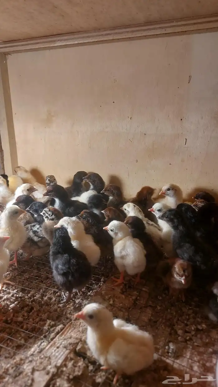 صوص مهجن دجاج بلدي وإندونيسي 0