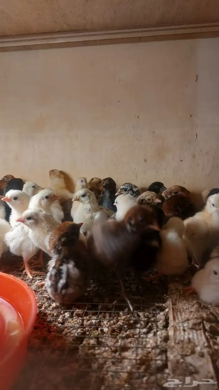 صوص مهجن دجاج بلدي وإندونيسي 3