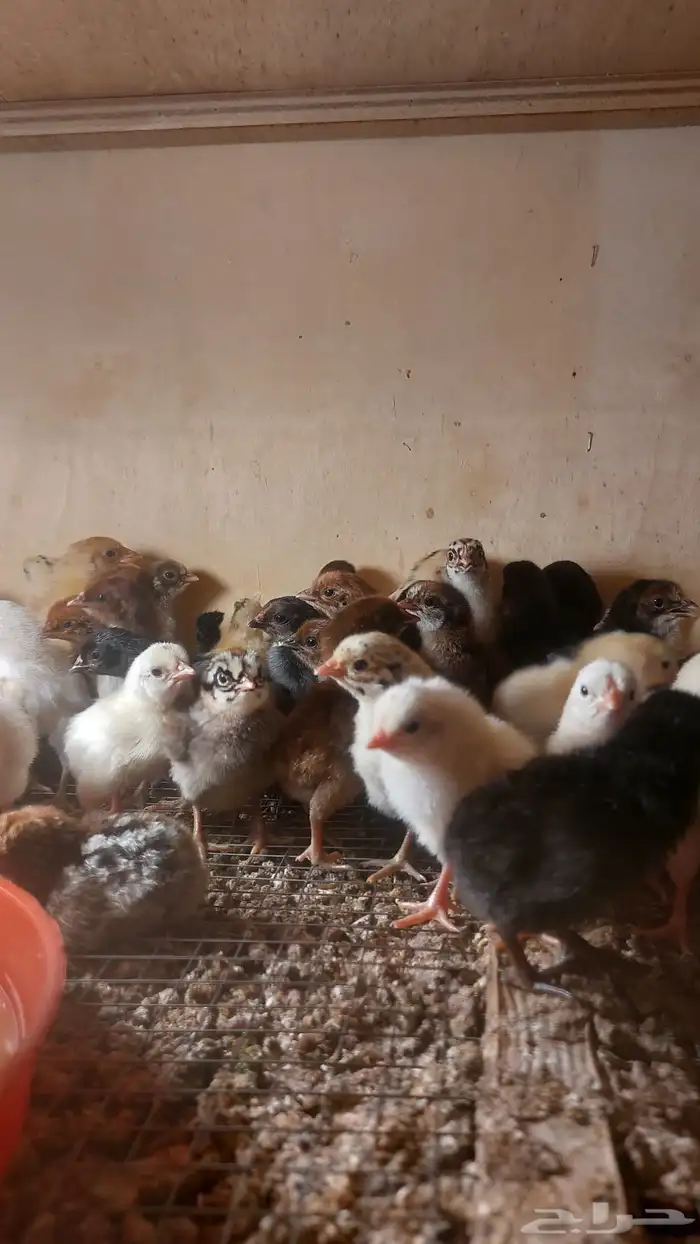 صوص مهجن دجاج بلدي وإندونيسي 4