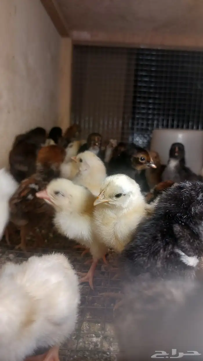 صوص مهجن دجاج بلدي وإندونيسي 1