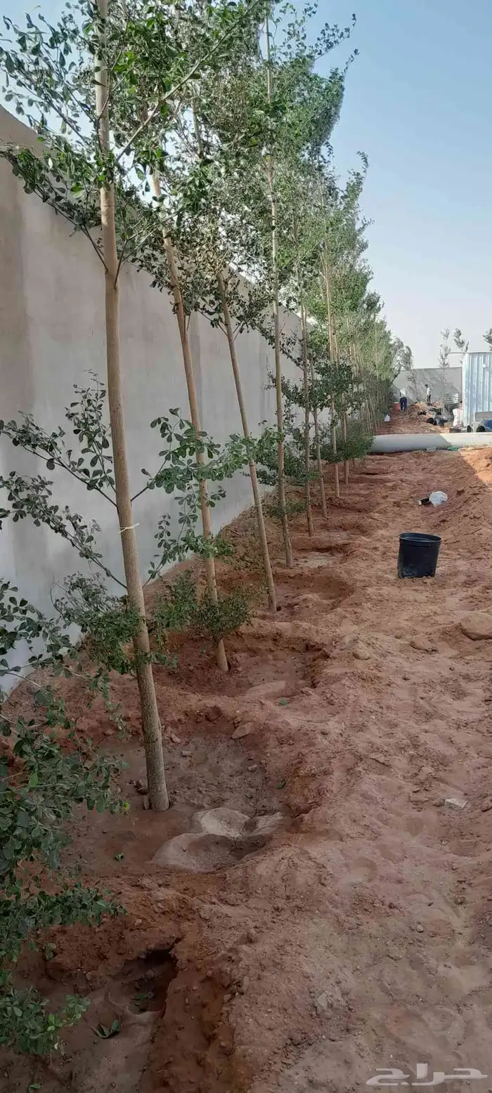 اشجار زيتون معمر واشجار ترمناليا 4