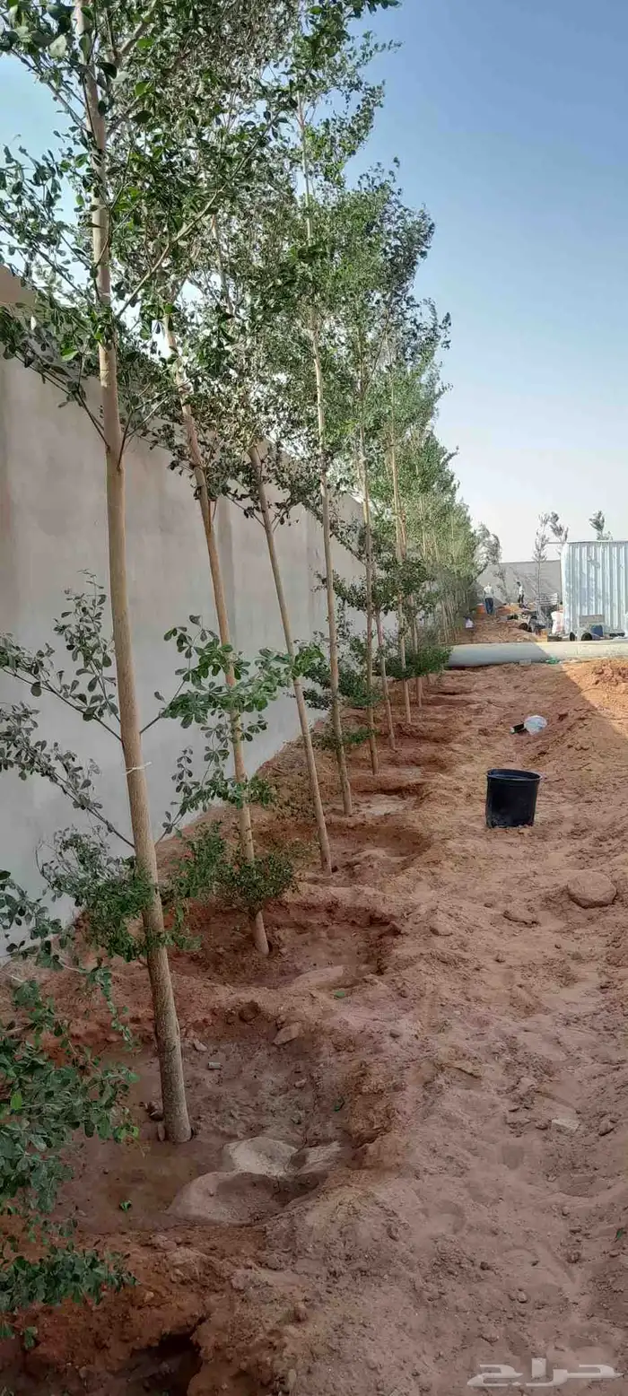 اشجار زيتون معمر واشجار ترمناليا 5