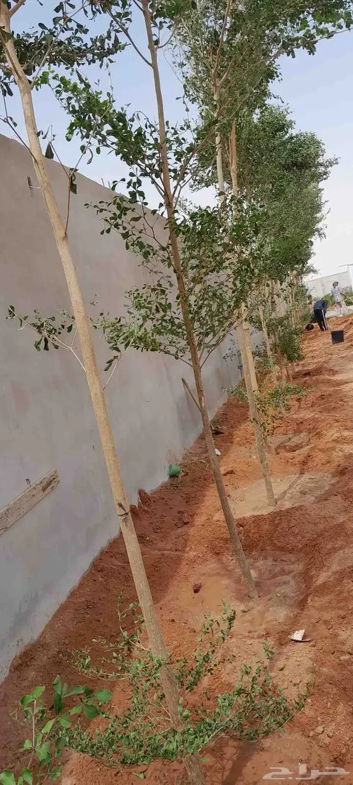 اشجار زيتون معمر واشجار ترمناليا 6