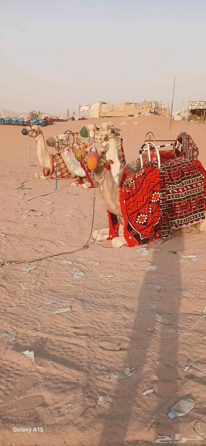 يوجد لدينا اجار جمال ركبي لي التصوير وا لي المهرجان وا خيول 3
