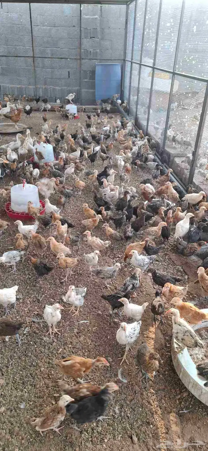 موجود دجاج بلدي عمر شهر ونصف 0