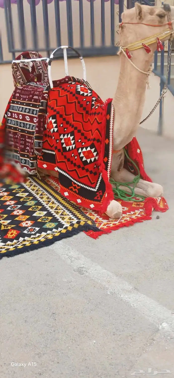 يوجد لدينا اجار جمال ركبي لي التصوير وا لي المهرجان وا خيول 8