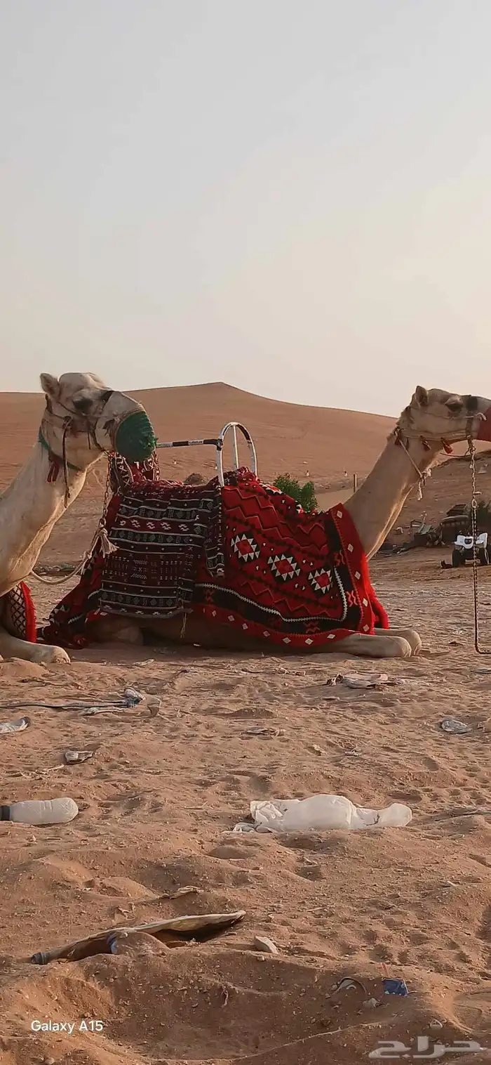 يوجد لدينا اجار جمال ركبي لي التصوير وا لي المهرجان وا خيول 0