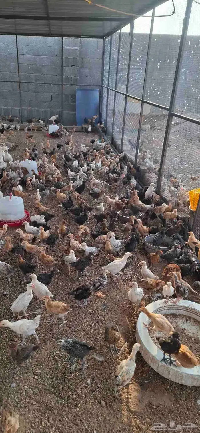 موجود دجاج بلدي عمر شهر ونصف 1