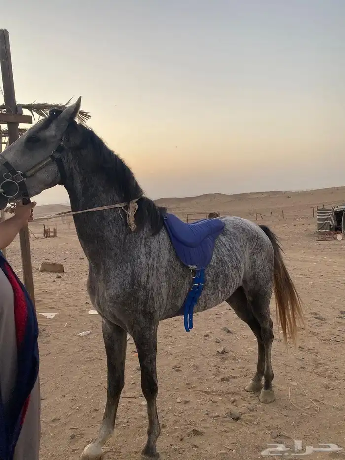 حصان جزيري 0