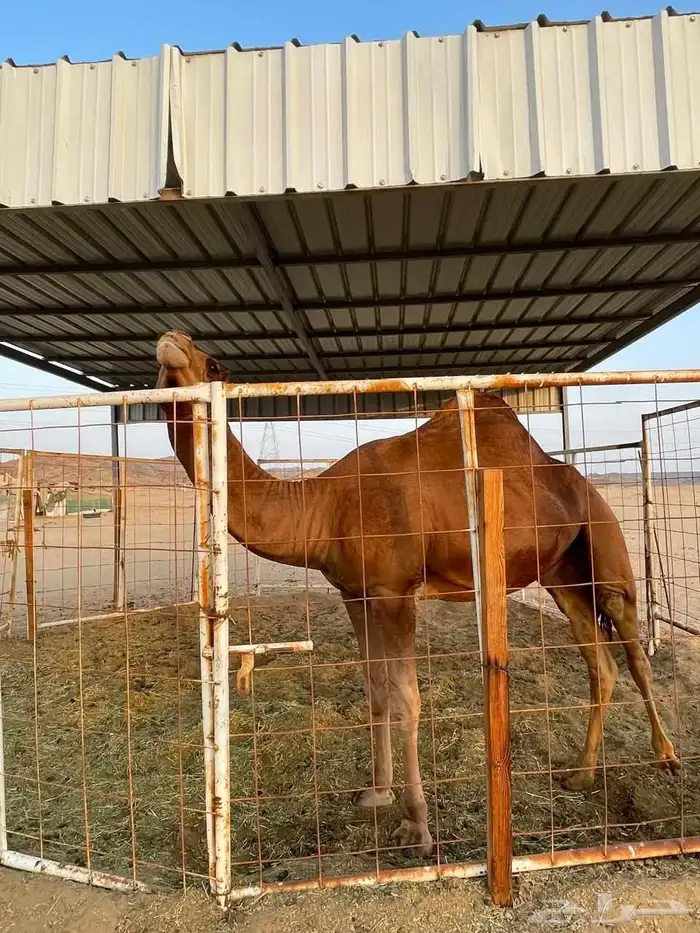 قعود احمر أدهم 0