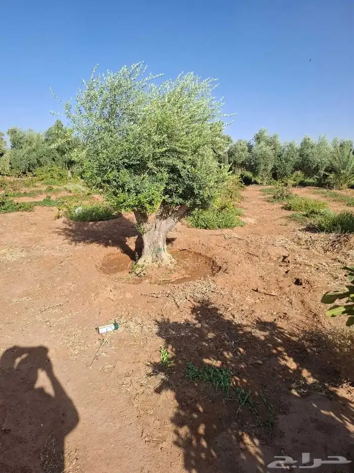 اشجار زيتون معمر واشجار ترمناليا 1