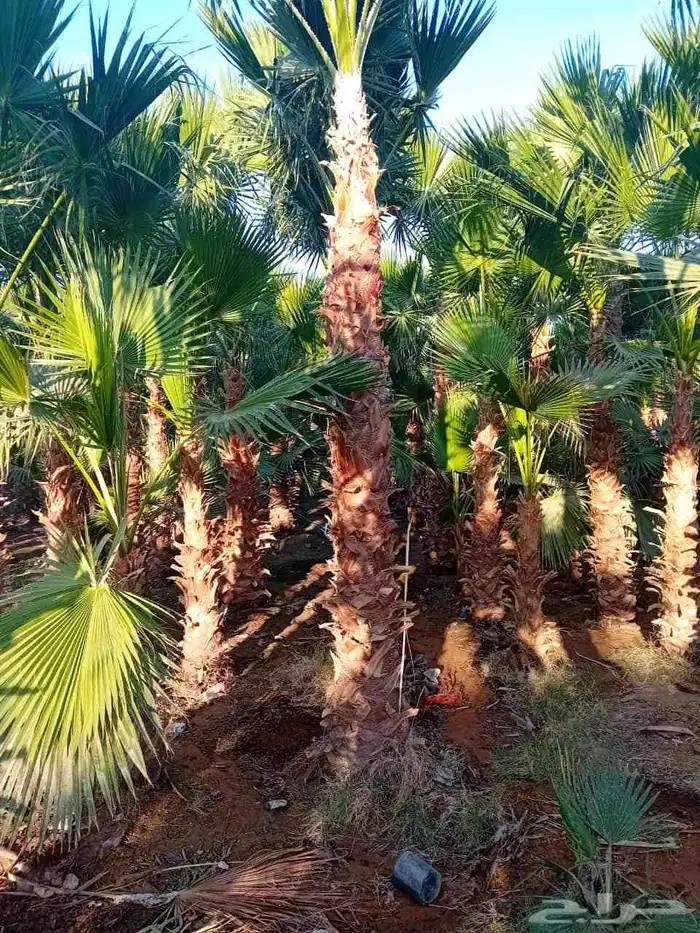 نخل الزلفي الغاط المجمعه سدير الارطاويه القصيم 6