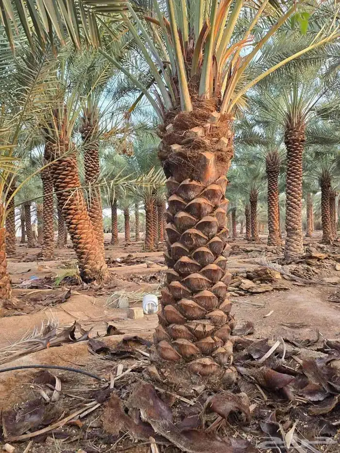 يوجد لدينا نخل عربي ووشنطني للبيع ج 3