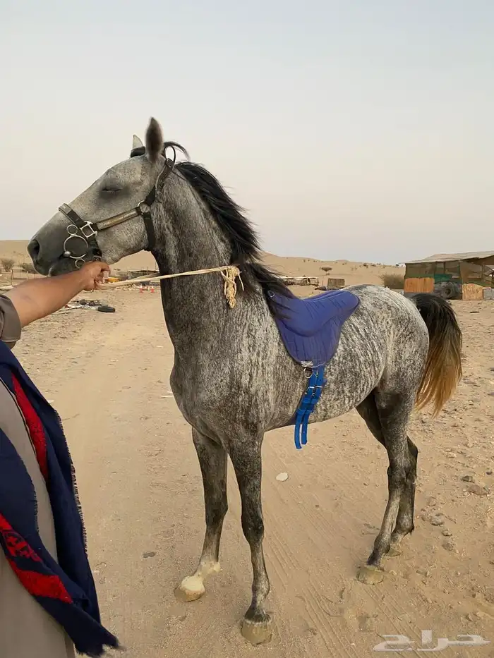 حصان جزيري 1