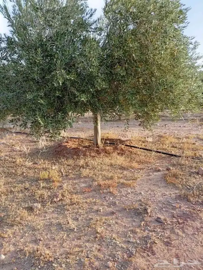اشجار زيتون متفرع معمر 5