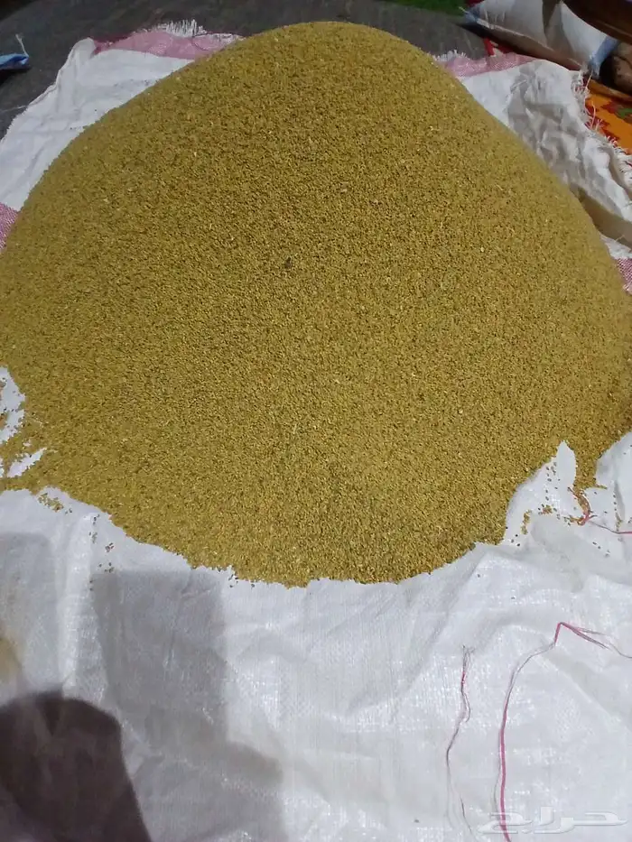 بذور برسيم حساوي من إنتاج المزرعه 2