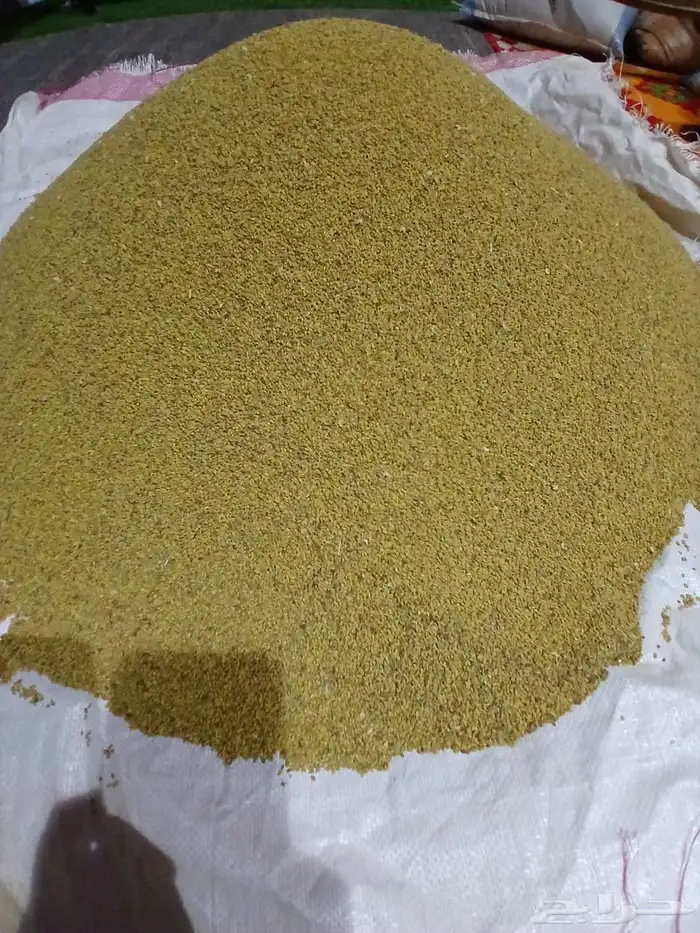 بذور برسيم حساوي من إنتاج المزرعه 1