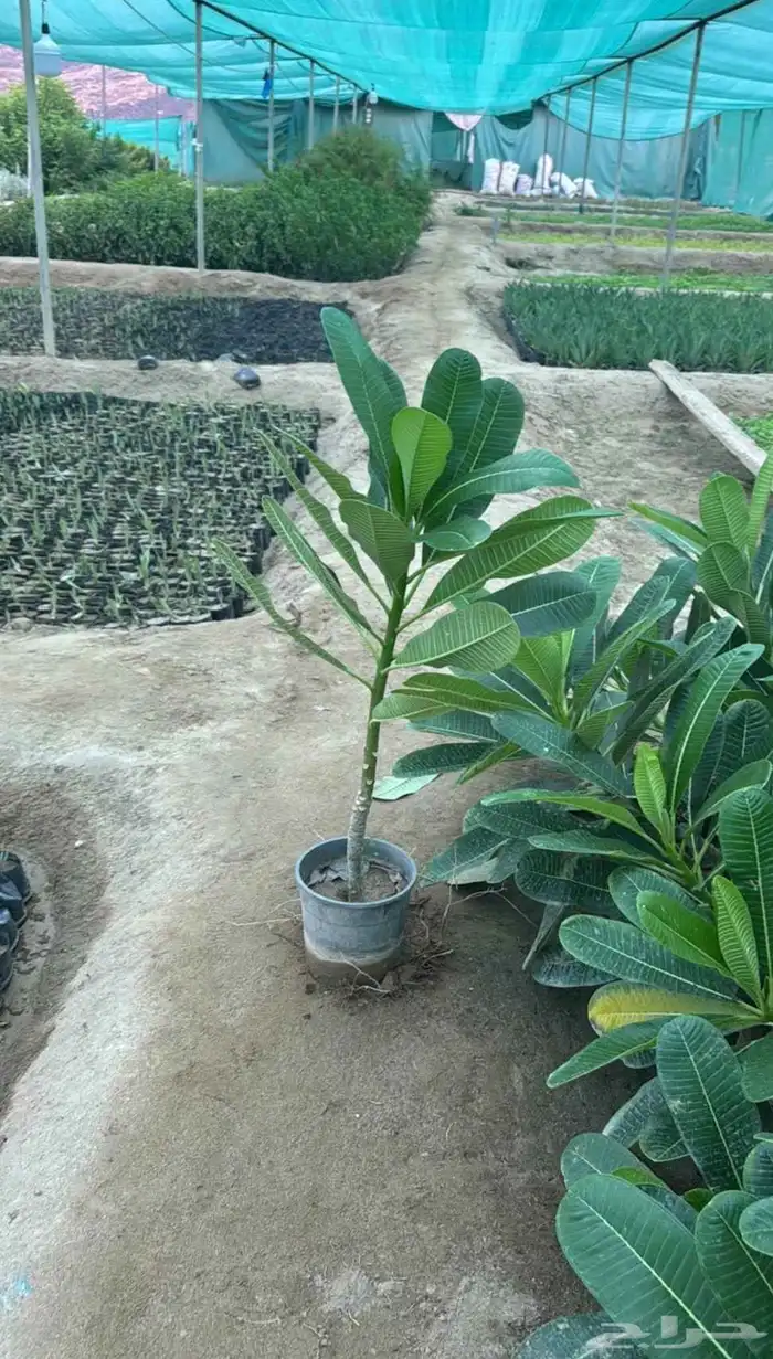 مشتل حسن قرني للزراعة با الجملة مركن و كياس 6