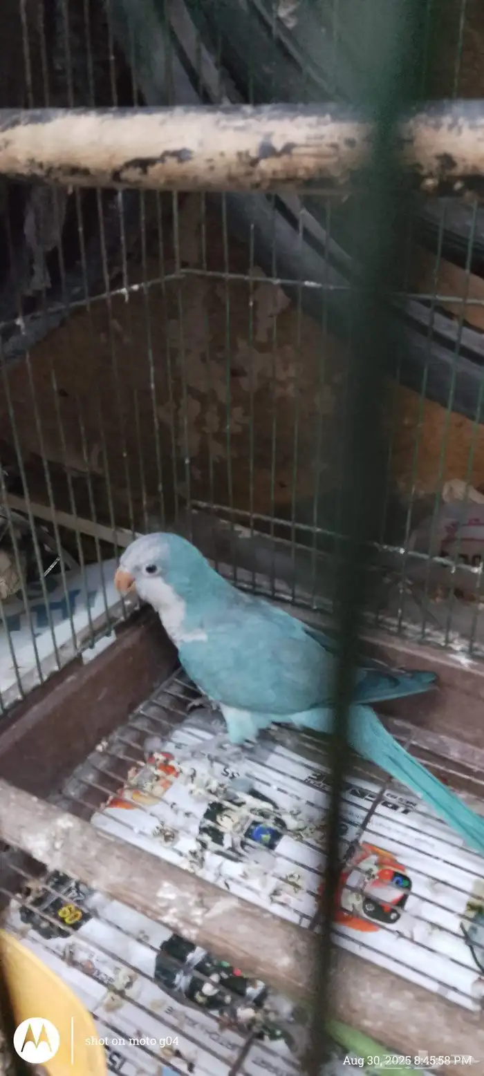 طائر الكويكر للبيع 0