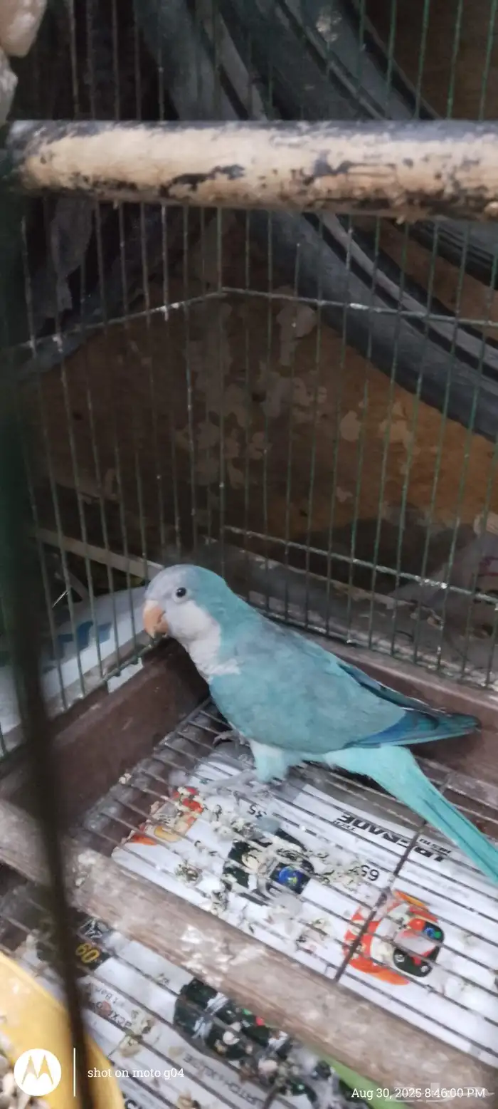 طائر الكويكر للبيع 2