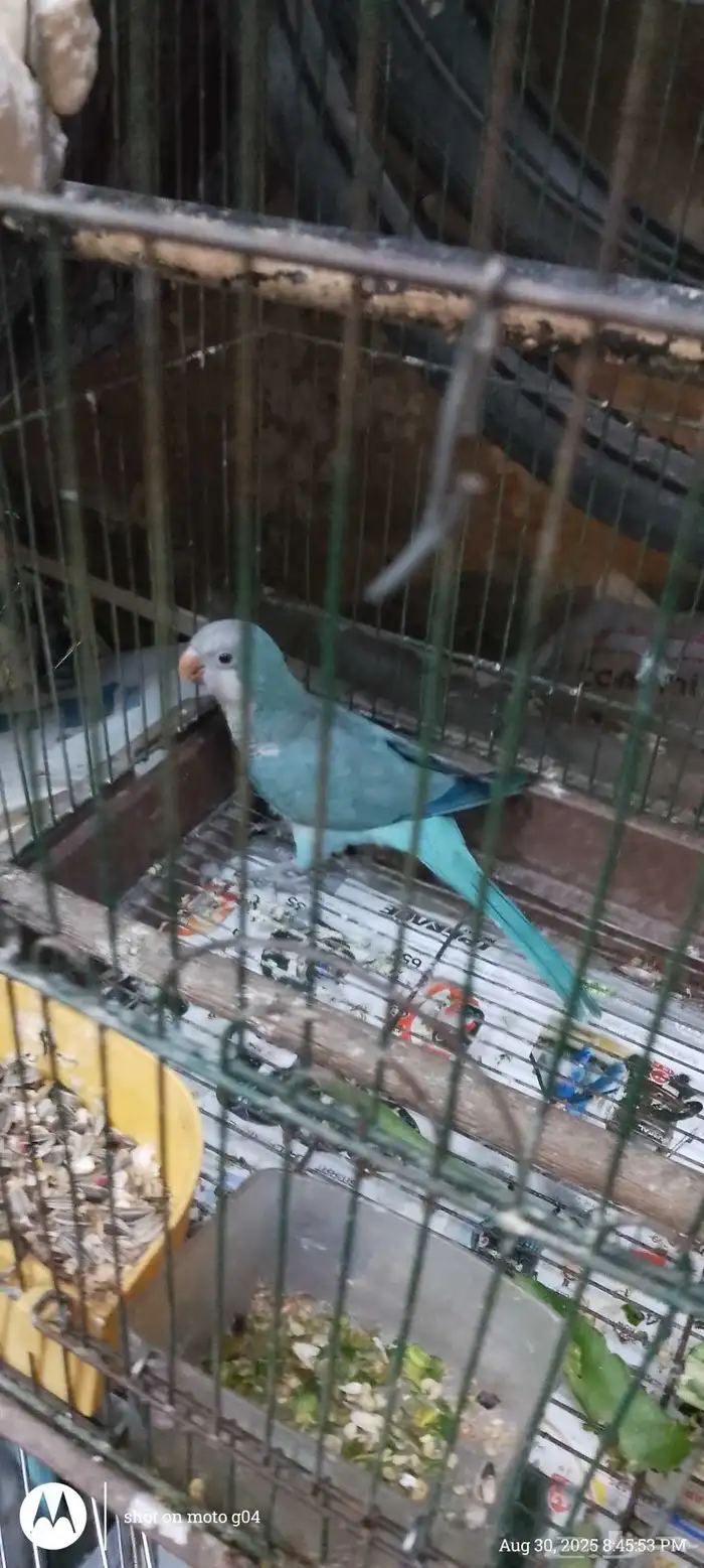 طائر الكويكر للبيع 1