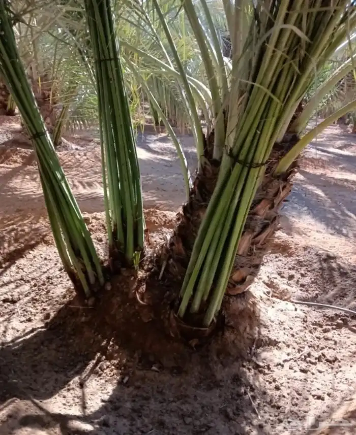 نخل للبيع شيشي عجوه مجدول صقعي نخيل فروخ نقايل جثايث انواع 5