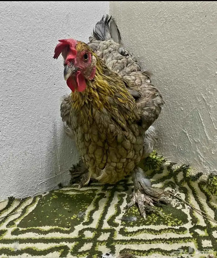 دجاجه زينه 1