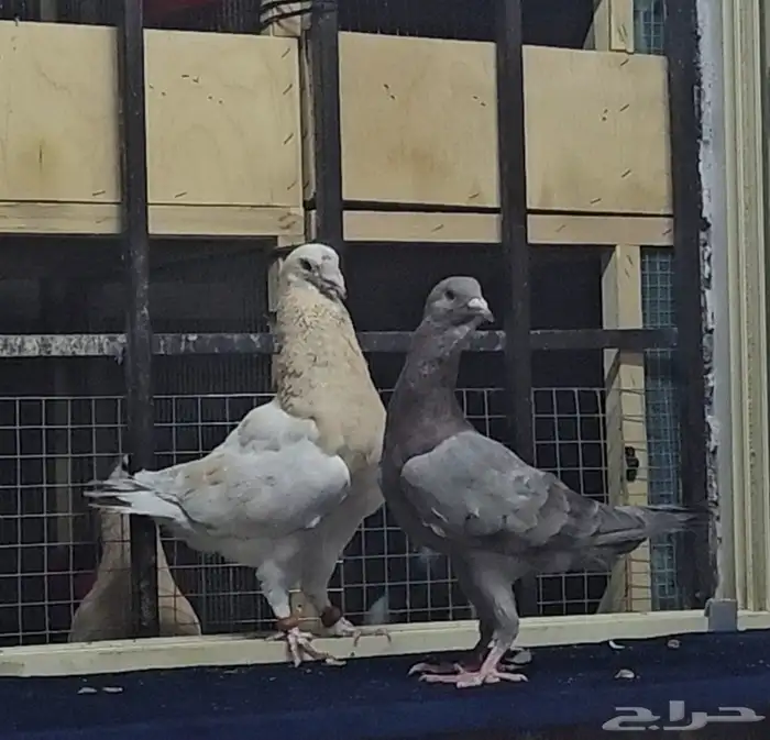 زوج ريحاني خشنات 5