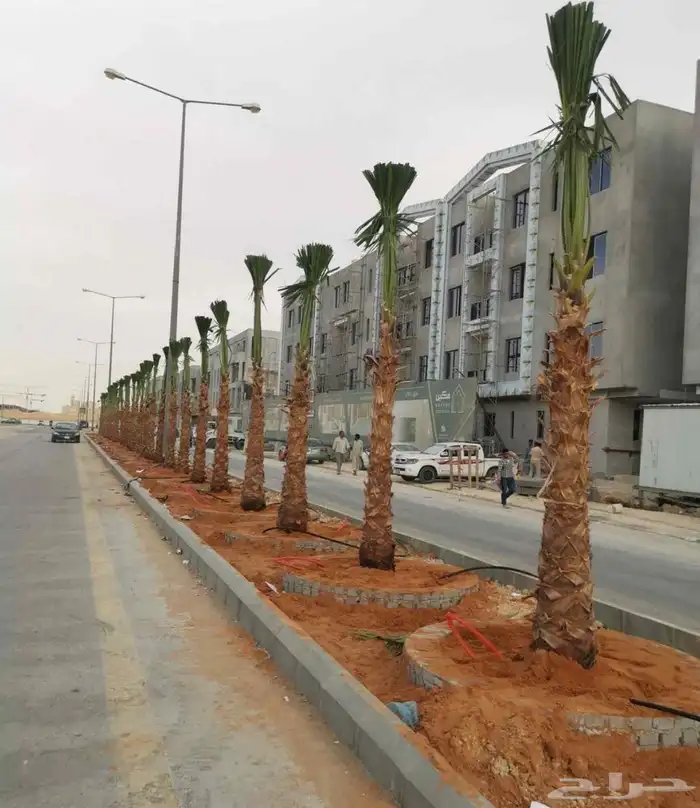 يوجد لدينا نخل عربي مثمره البيع ونخل وشنطني زينه 2