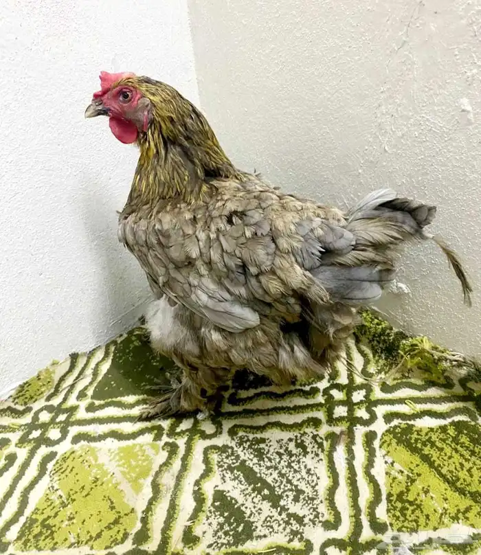 دجاجه زينه 0