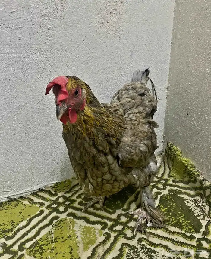 دجاجه زينه 2