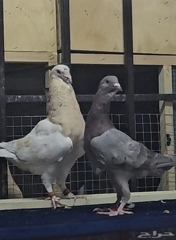 زوج ريحاني خشنات 8