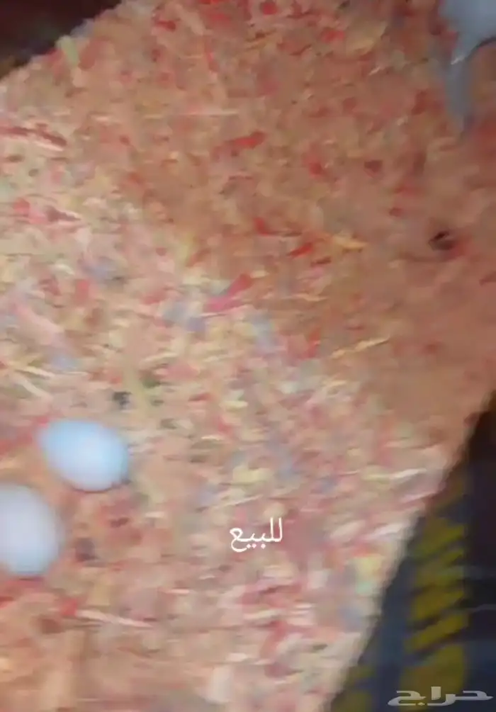 زوج كاسكو منتج تم البيع 1