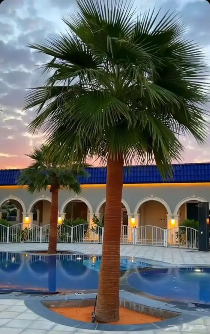 يوجد لدينا نخل عربي مثمره البيع ونخل وشنطني زينه 0