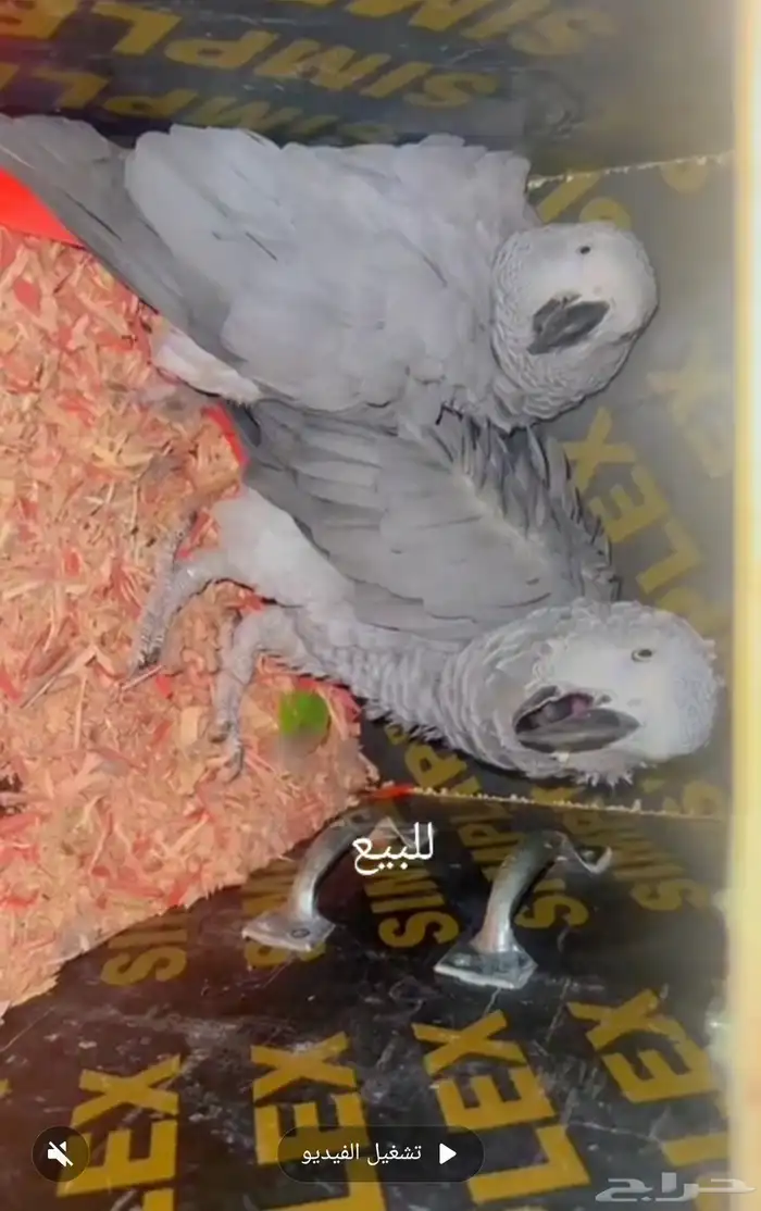 زوج كاسكو منتج تم البيع 0
