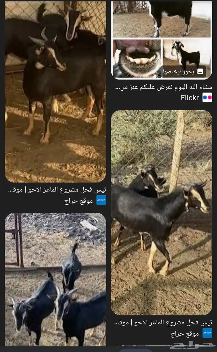 تركيب الألوان في الماعز الحلقه(1) 0