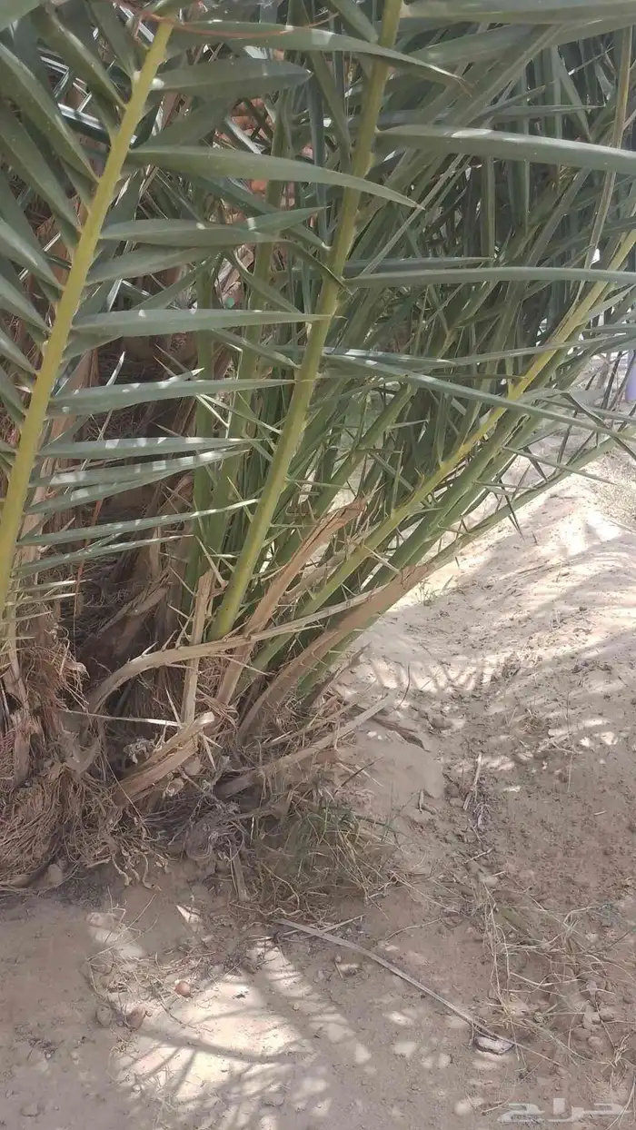 فسائل بياض نجران عدد وتمرهها كفو 5