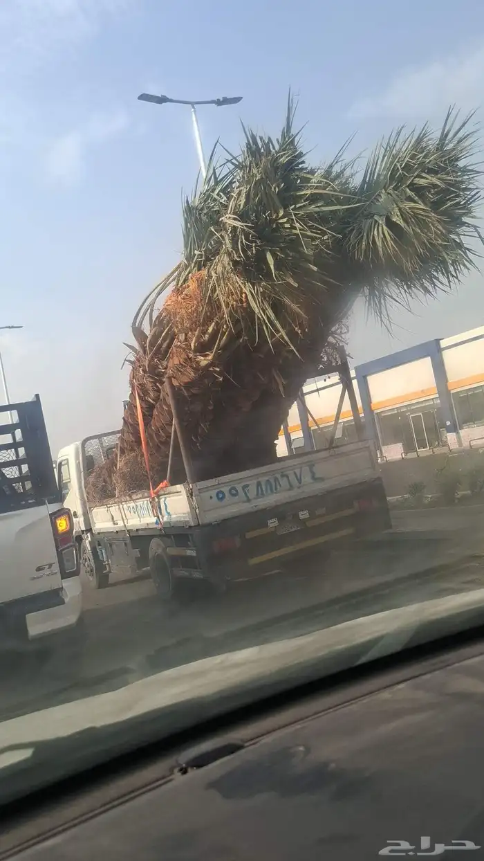 نخيل للبيع من جميع الانواع صقعي مجدور برحي سكري واثان 3